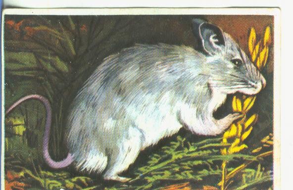 Cromos: Historia Natural numero 172