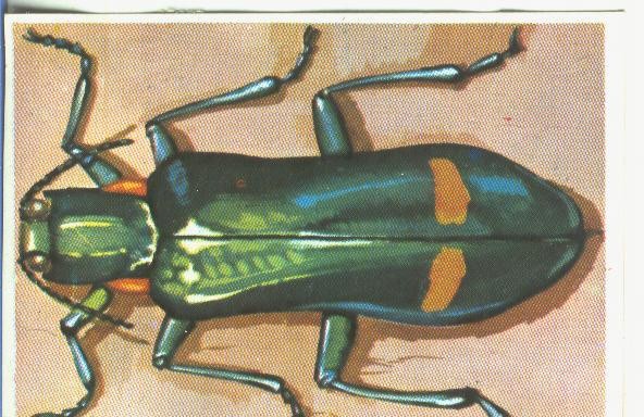 Cromos: Historia Natural numero 175