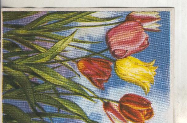 Cromos: Historia Natural numero ?: Tulipan