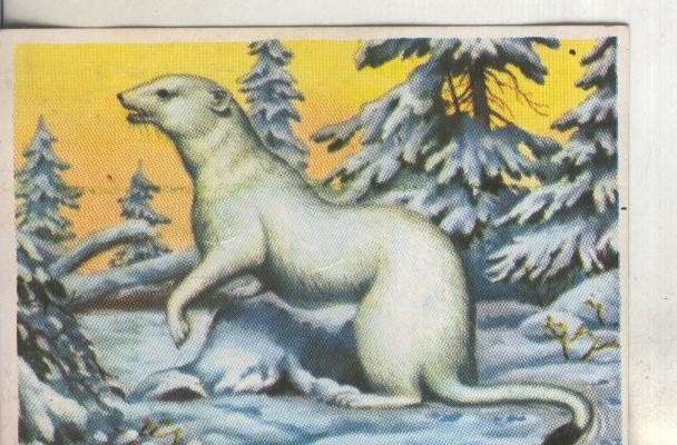Cromos: Historia Natural numero 177