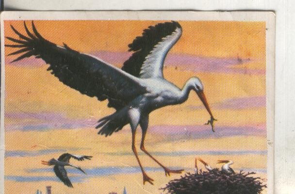 Cromos: Historia Natural numero 178