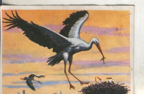 Cromos: Historia Natural numero 178