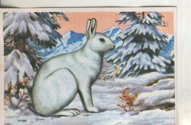 Cromos: Historia Natural numero 179
