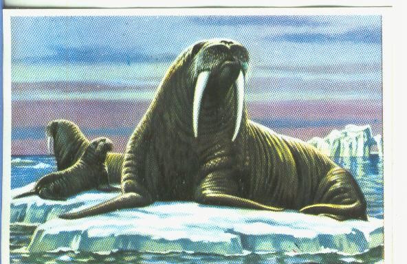 Cromos: Historia Natural numero 182