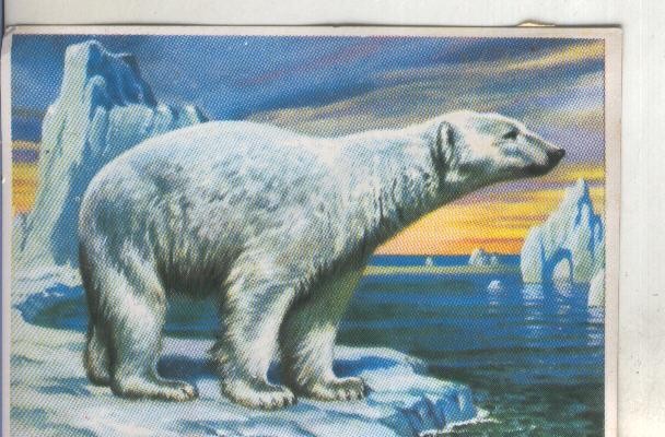 Cromos: Historia Natural numero 184