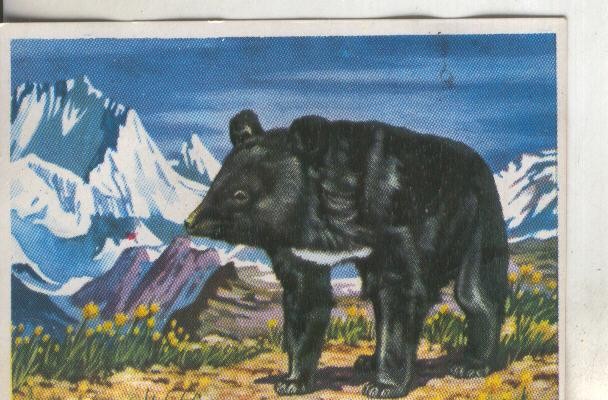 Cromos: Historia Natural numero 185