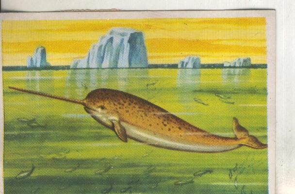 Cromos: Historia Natural numero 189