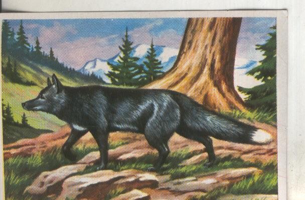 Cromos: Historia Natural numero 190
