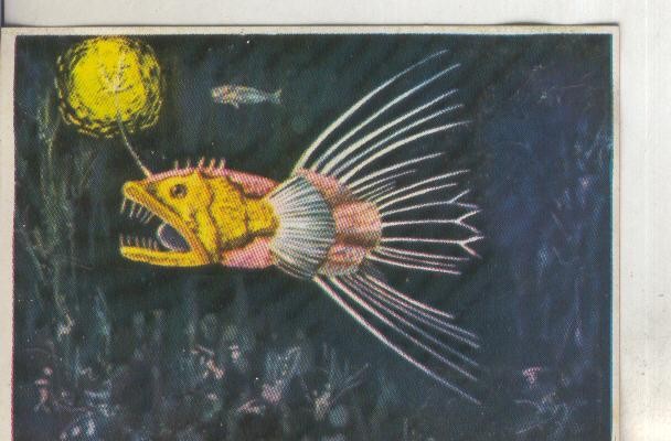 Cromos: Historia Natural numero 196