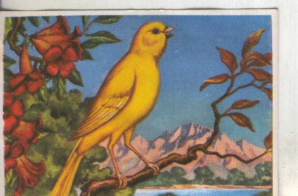 Cromos: Historia Natural numero 201