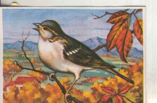 Cromos: Historia Natural numero 204