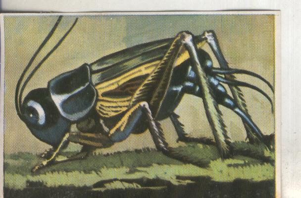 Cromos: Historia Natural numero 205