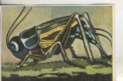 Cromos: Historia Natural numero 205