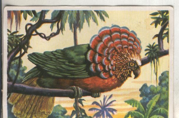 Cromos: Historia Natural numero 207