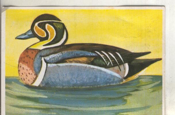 Cromos: Historia Natural numero 210