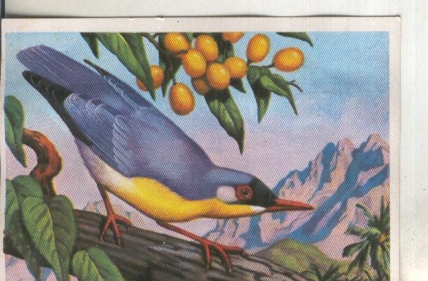 Cromos: Historia Natural numero 215