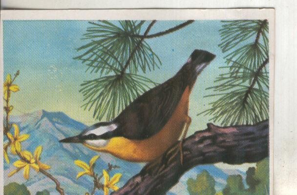 Cromos: Historia Natural numero 216