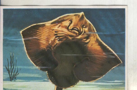 Cromos: Historia Natural numero 219