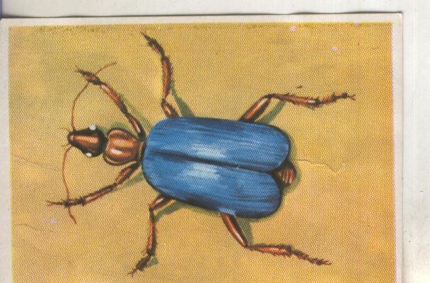 Cromos: Historia Natural numero 221