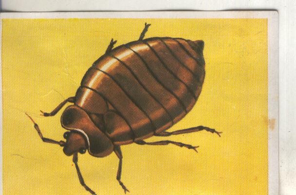 Cromos: Historia Natural numero 222