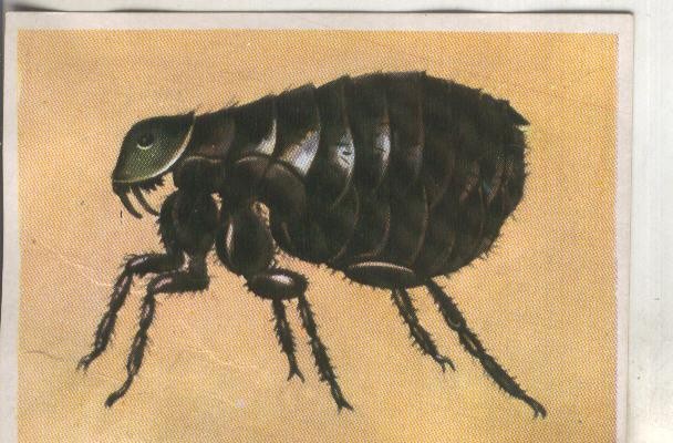 Cromos: Historia Natural numero 223