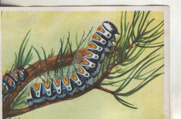 Cromos: Historia Natural numero 224
