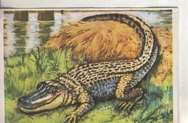 Cromos: Historia Natural numero 225