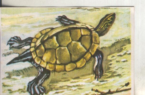 Cromos: Historia Natural numero 227