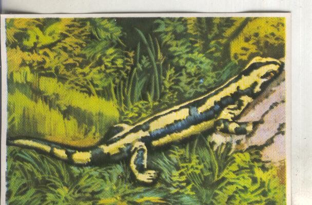 Cromos: Historia Natural numero 228