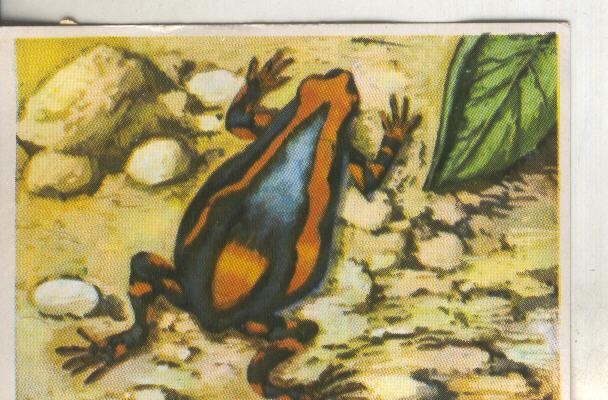 Cromos: Historia Natural numero 229