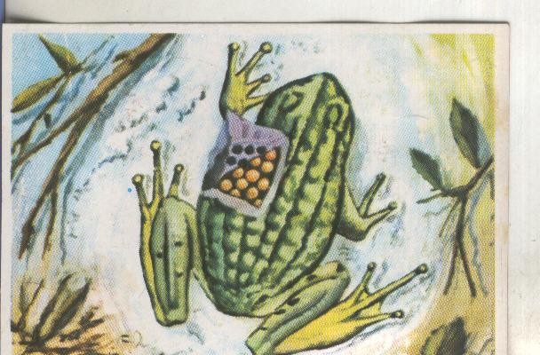 Cromos: Historia Natural numero 234