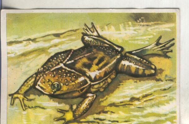 Cromos: Historia Natural numero 235