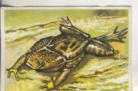Cromos: Historia Natural numero 235