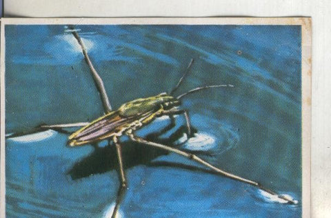 Cromos: Historia Natural numero 236