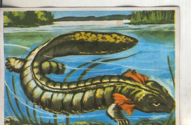 Cromos: Historia Natural numero 237
