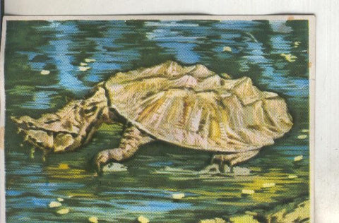 Cromos: Historia Natural numero 238