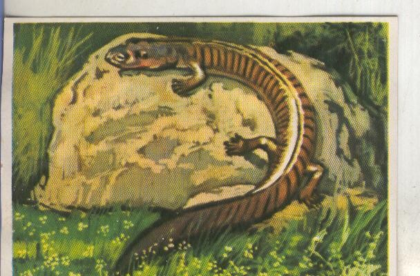 Cromos: Historia Natural numero 239
