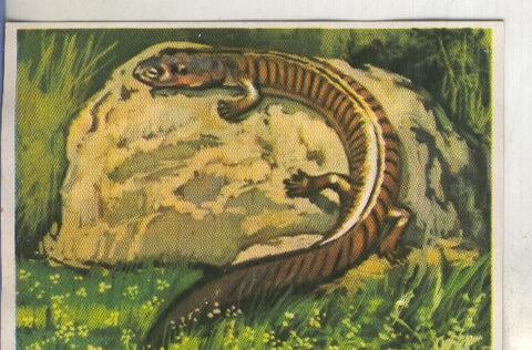 Cromos: Historia Natural numero 239