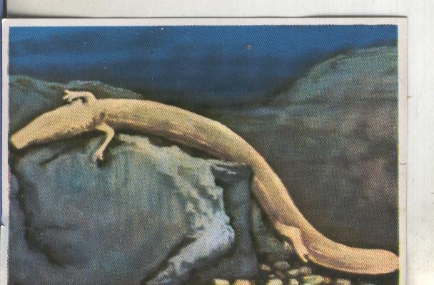 Cromos: Historia Natural numero 240