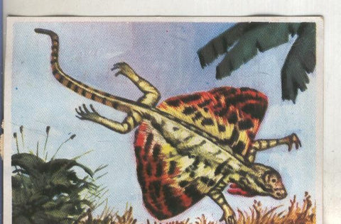 Cromos: Historia Natural numero 242