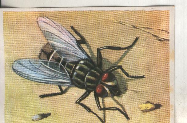 Cromos: Historia Natural numero 244