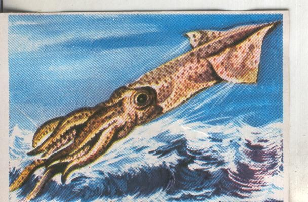 Cromos: Historia Natural numero 247