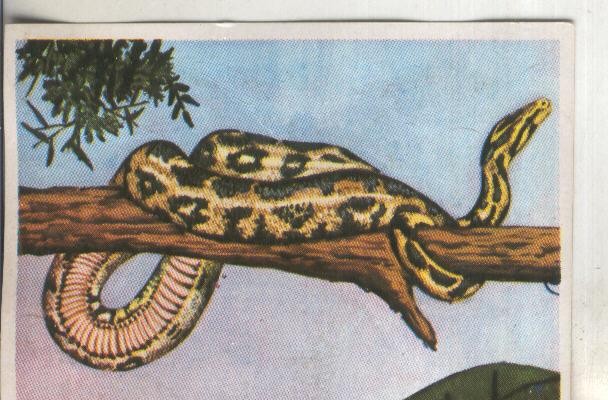 Cromos: Historia Natural numero 251