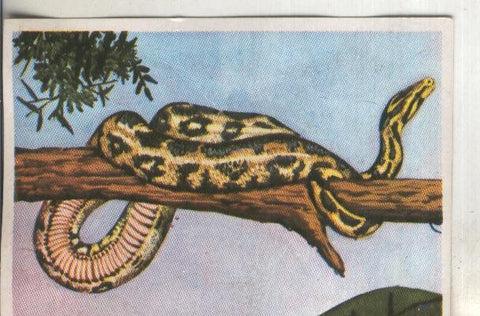 Cromos: Historia Natural numero 251