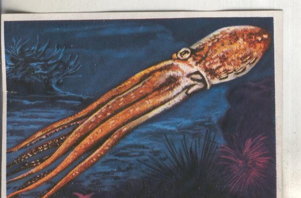 Cromos: Historia Natural numero 252