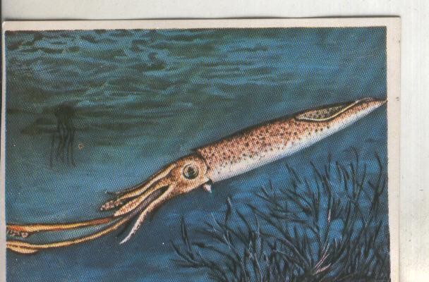 Cromos: Historia Natural numero 253