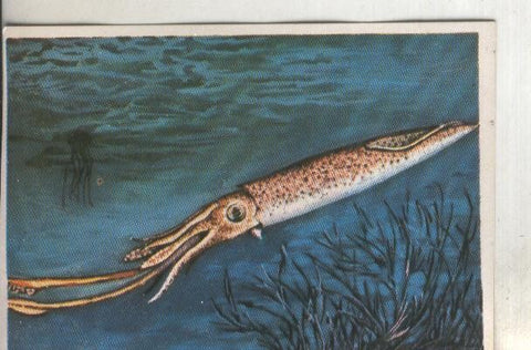 Cromos: Historia Natural numero 253