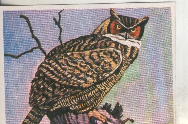 Cromos: Historia Natural numero 255