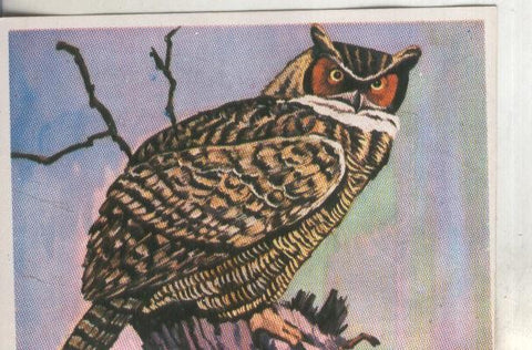 Cromos: Historia Natural numero 255