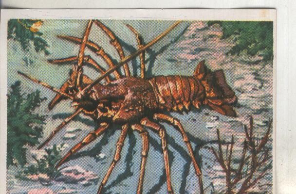 Cromos: Historia Natural numero 258